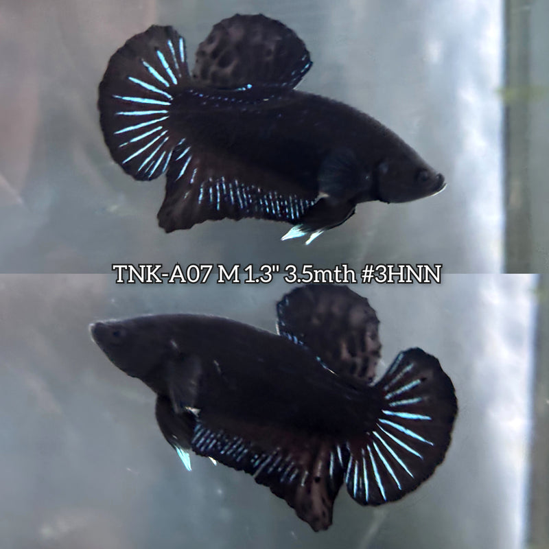 Live Male Betta Super Black Solid color Plakat (TNK-A07)S195 High quality What you see What you get!!