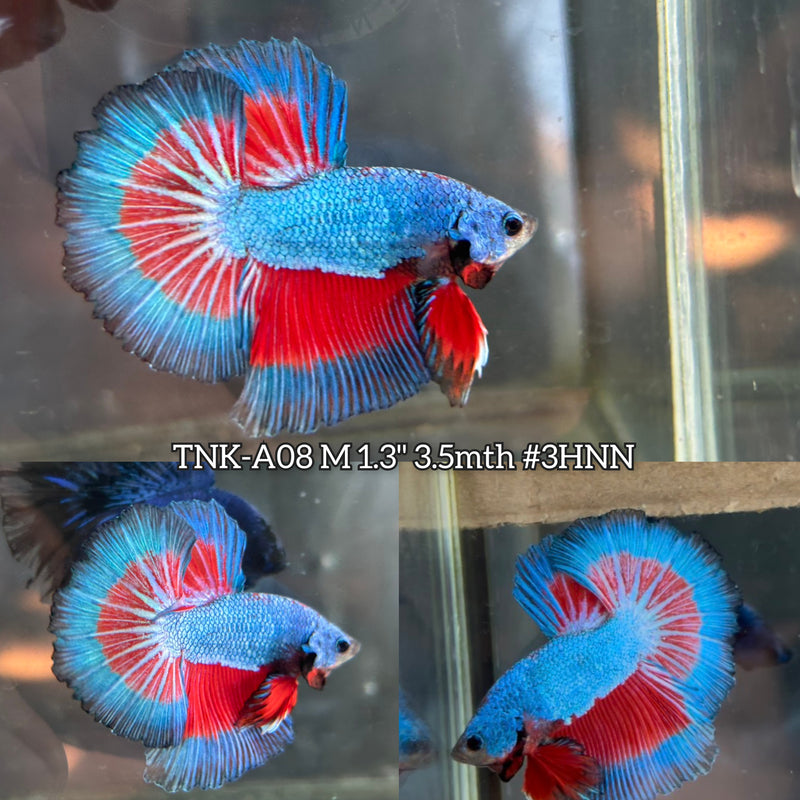 Live Male Betta Fancy Blue Red Butterfly Halfmoon (TNK-A08)S202 High quality What you see What you get!!