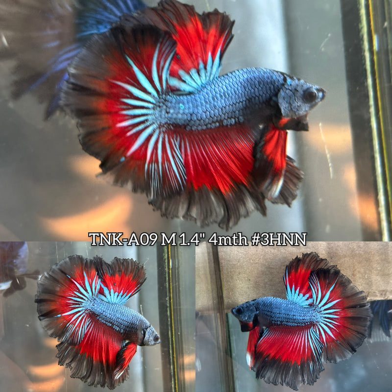 Live Male Betta Fancy Red Blue Dark colors Halfmoon Rosetail (TNK-A09)S275 High quality What you see What you get!!