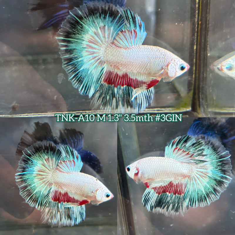 Live Male Betta Fancy Koi Halfmoon (TNK-A10)S276 High quality What you see What you get!!