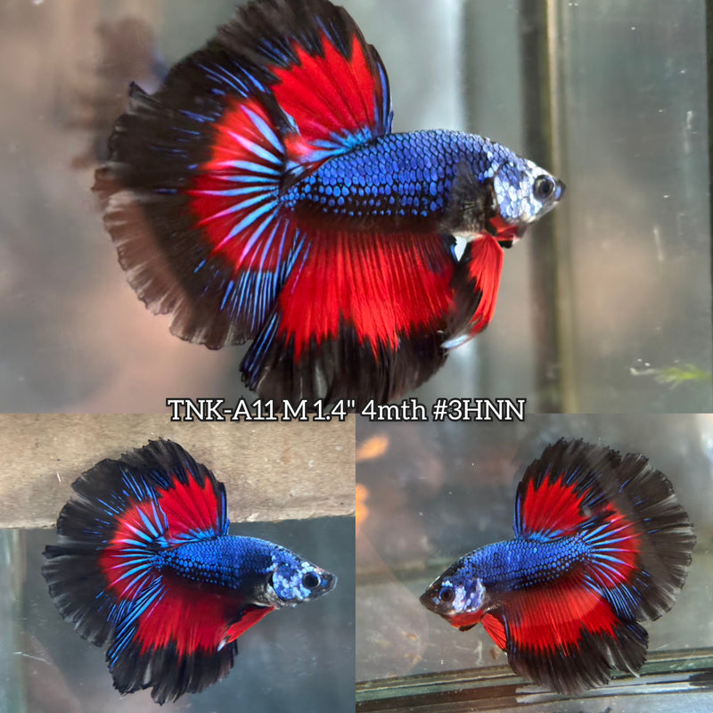 Live Male Betta Fancy Red Blue Metallic Dark colors Halfmoon (TNK-A11)S061 High quality What you see What you get!!