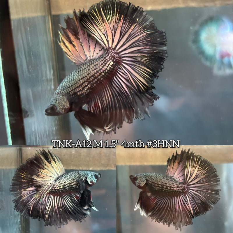 Live Male Betta Copper Black Metallic Dark colors Over Halfmoon (TNK-A12)S062 High quality What you see What you get!!