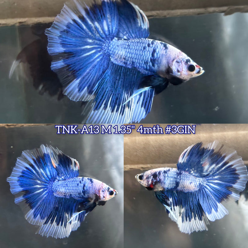 Live Male Betta Fancy Blue marble two colors Halfmoon (TNK-A13)S065 High quality What you see What you get!!