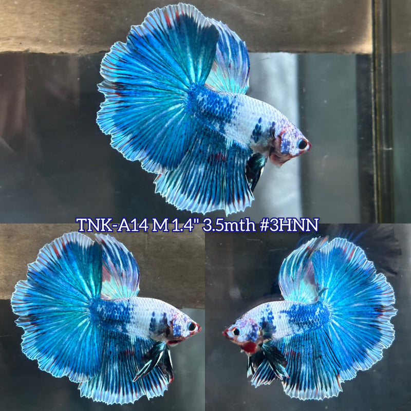 Live Male Betta Fancy Blue marble two colors Over Halfmoon (TNK-A14)S067 High quality What you see What you get!!