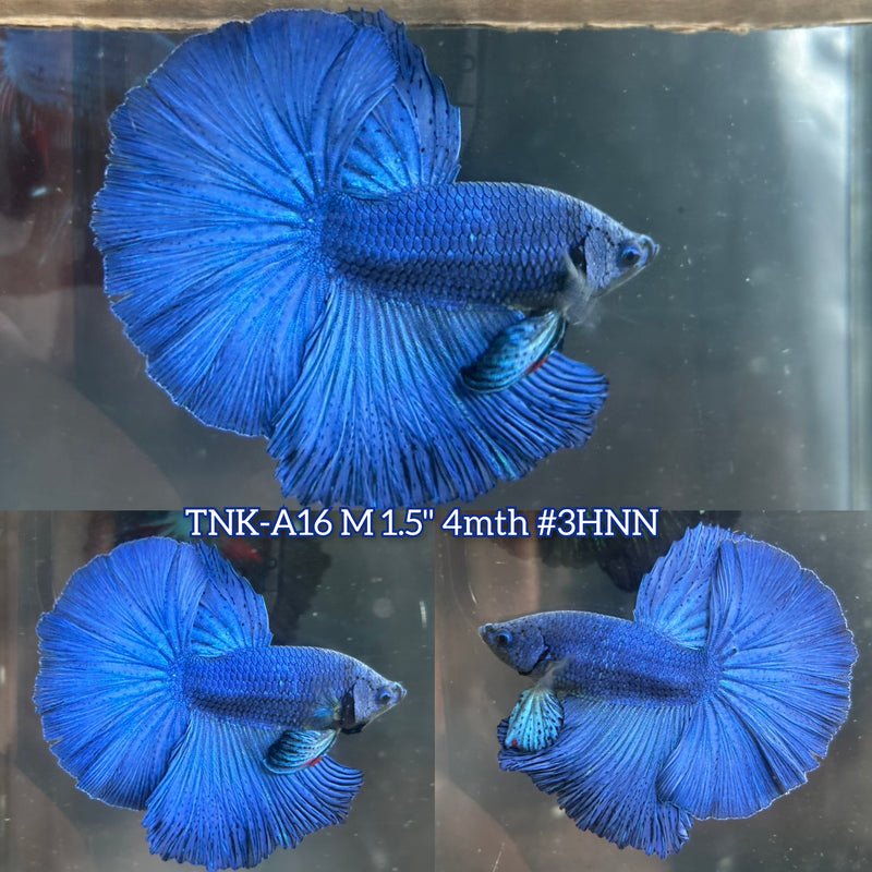 Live Male Betta Royal Blue Solid color Halfmoon (TNK-A16)S072 High quality What you see What you get!!
