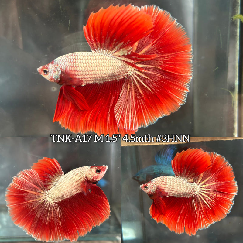 Live Male Betta Red Dragon Over Halfmoon (TNK-A17)S134 High quality What you see What you get!!