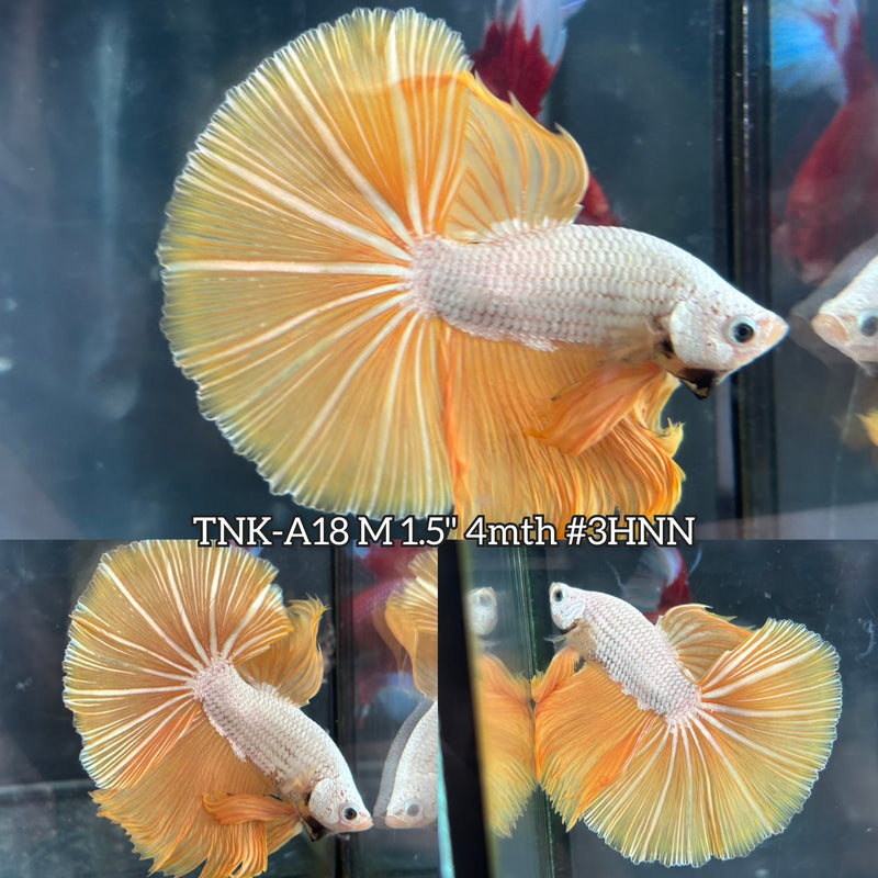 Live Male Betta Yellow Gold Dragon Over Halfmoon (TNK-A18)S136 High quality What you see What you get!!