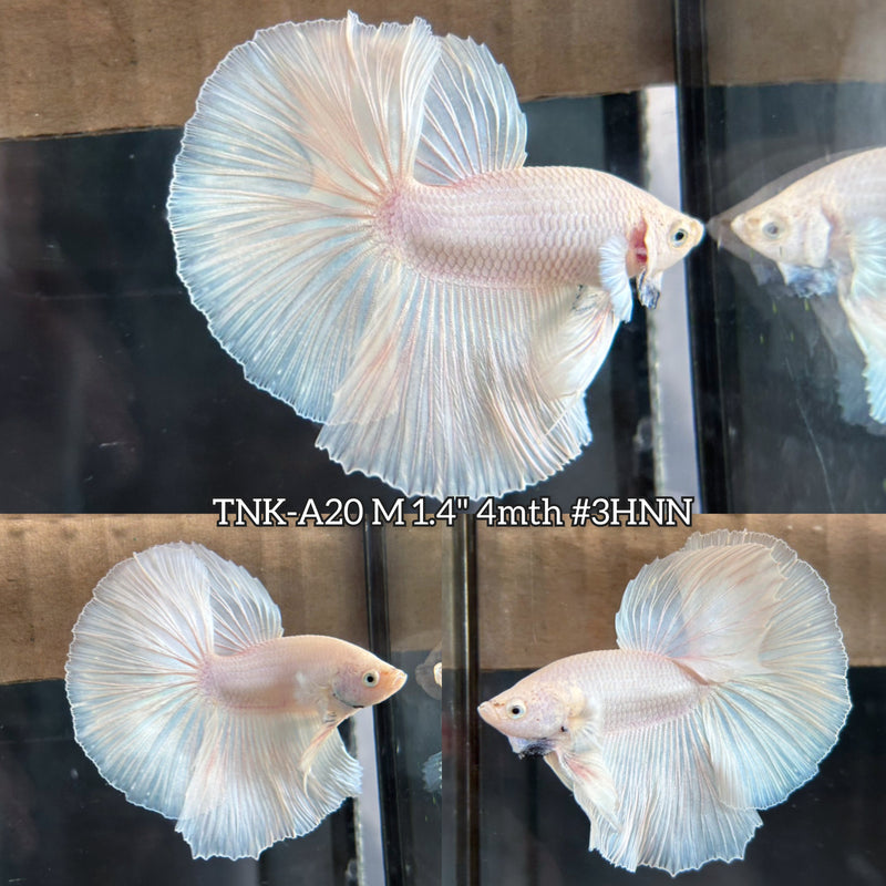Live Male Betta Super white Platinum Solid color Halfmoon (TNK-A20)S143 High quality What you see What you get!!