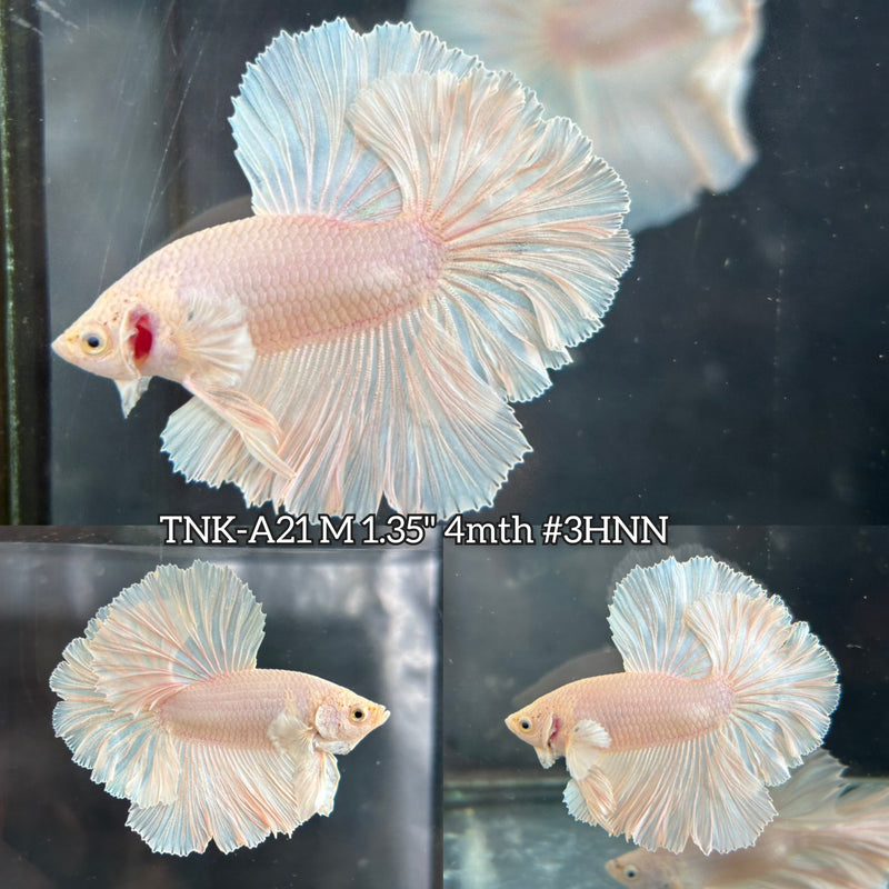 Live Male Betta Super white Platinum Solid color Halfmoon Rosetail (TNK-A21)S144 High quality What you see What you get!!