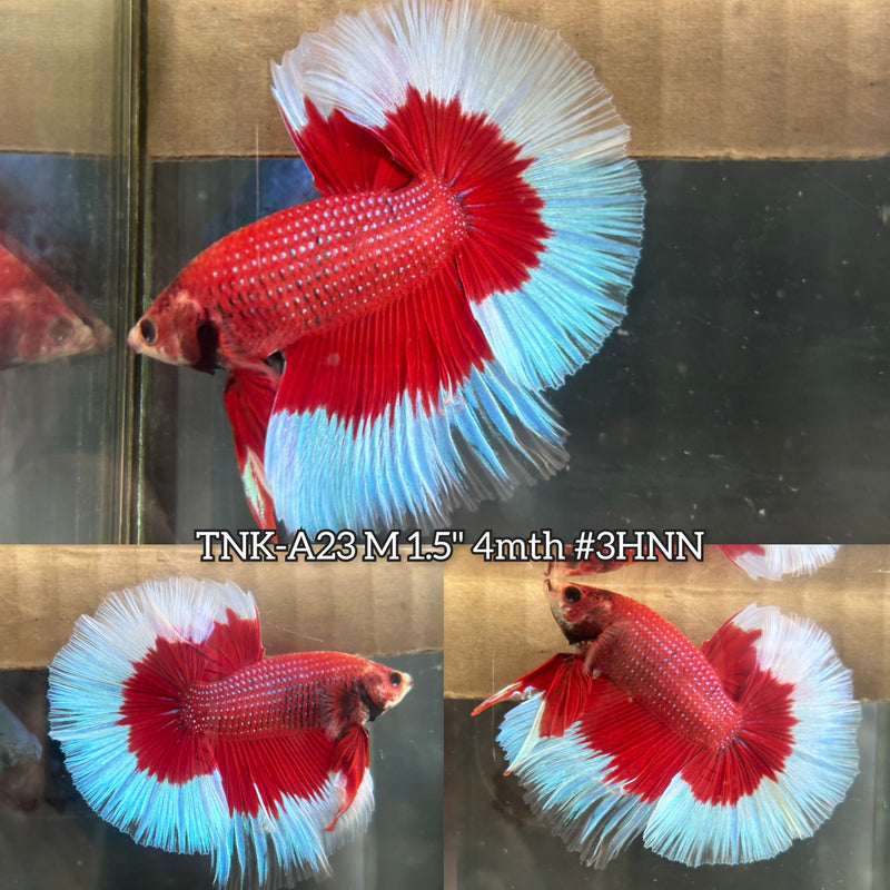 Live Male Betta Red Butterfly Halfmoon (TNK-A23)S208 High quality What you see What you get!!