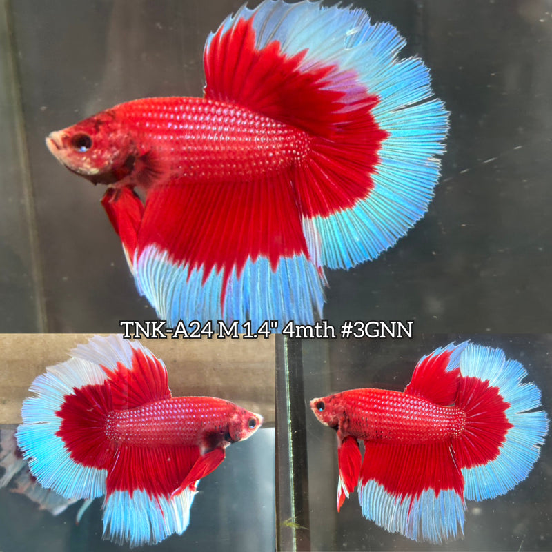 Live Male Betta Red Butterfly Halfmoon (TNK-A24)S209 High quality What you see What you get!!