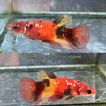 Live Female Betta Red koi Plakat (TNK-A25)S061✔️ High quality What you see What you get!!