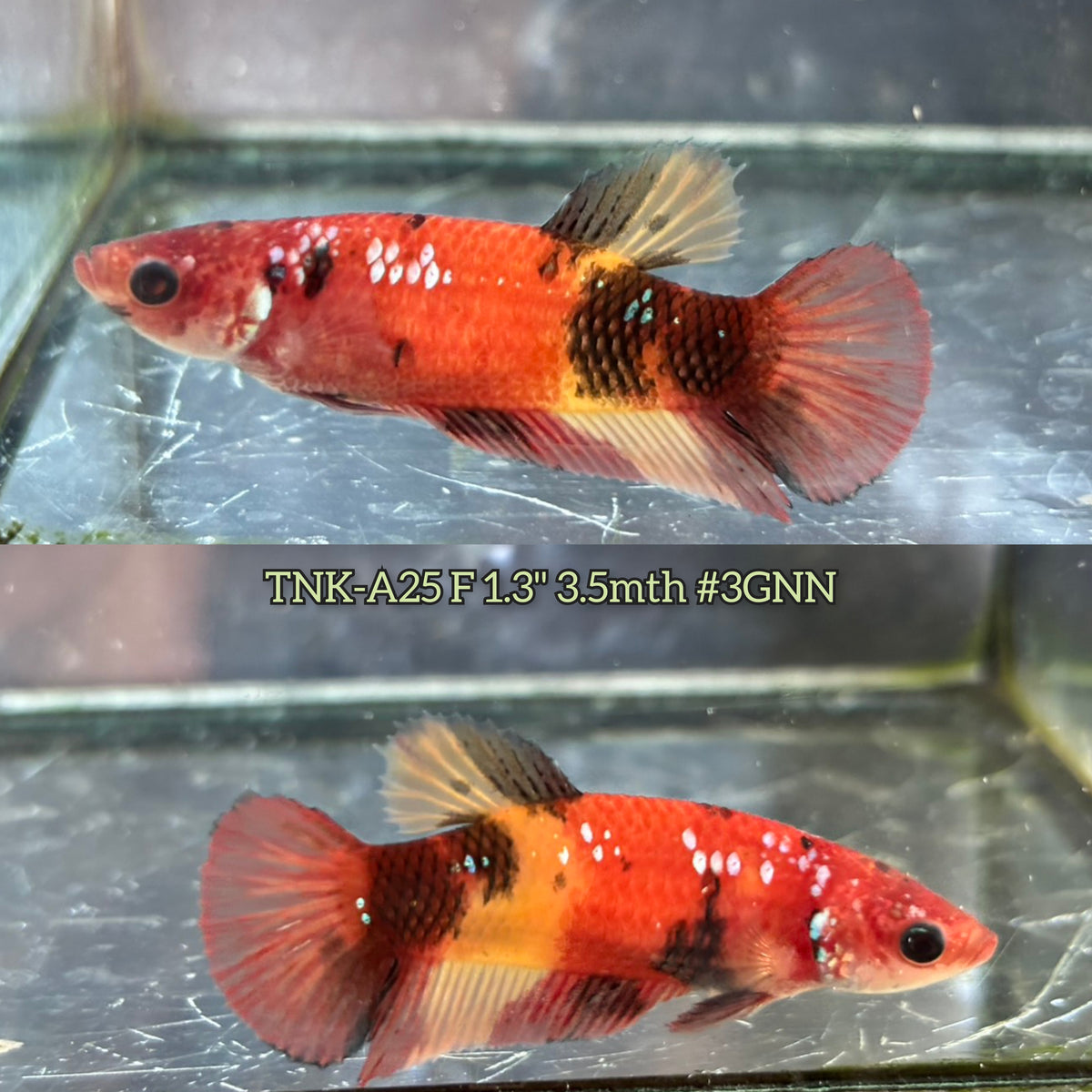 Live Female Betta Red koi Plakat (TNK-A25)S061✔️ High quality What you see What you get!!