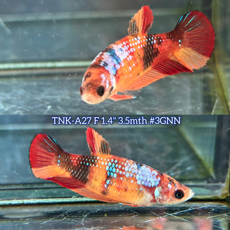 Live Female Betta Galaxy Nemo Plakat (TNK-A27)S064 High quality What you see What you get!!