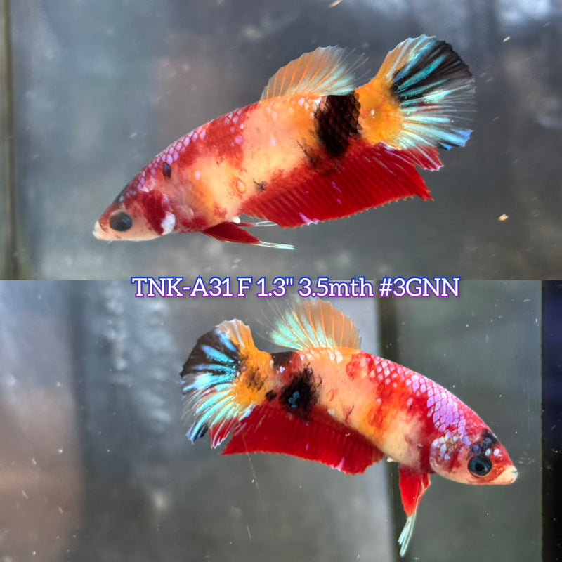 Live Female Betta Nemo Koi mixed colors Plakat (TNK-A31)S136 High quality What you see What you get!!