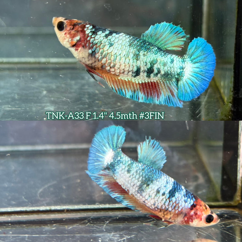 Live Female Betta Fancy marble Plakat (TNK-A33)S140 High quality What you see What you get!!