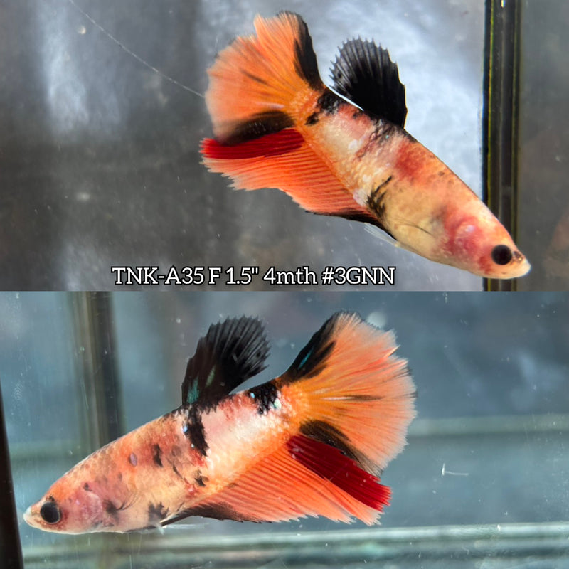 Live Female Betta Nemo Koi Halfmoon (TNK-A35)S208 High quality What you see What you get!!