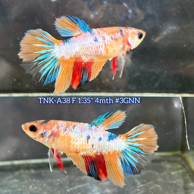 Live Female Betta Candy mixed colors Halfmoon (TNK-A38)S213 High quality What you see What you get!!