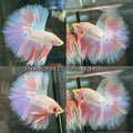 Live Male Betta Fancy Pink sweet tone colors Over Halfmoon (TNK-A39) High quality What you see What you get!!