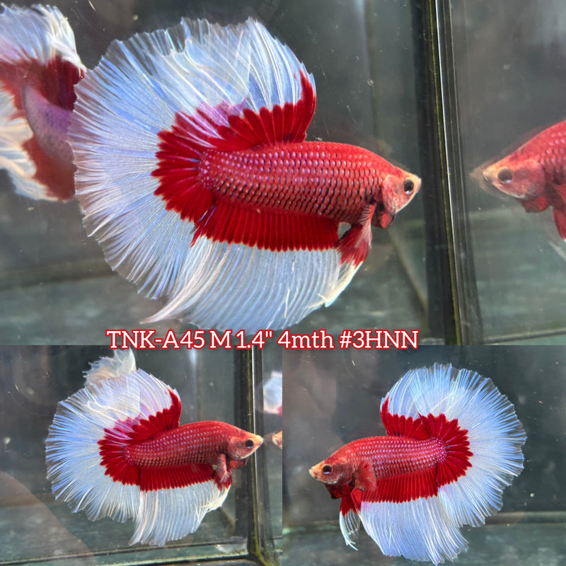 Live Male Betta Red Butterfly Over Halfmoon (TNK-A45)S282 High quality What you see What you get!!