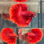 Live Male Betta Super Red Solid color Over Halfmoon (TNK-A49) High quality What you see What you get!!