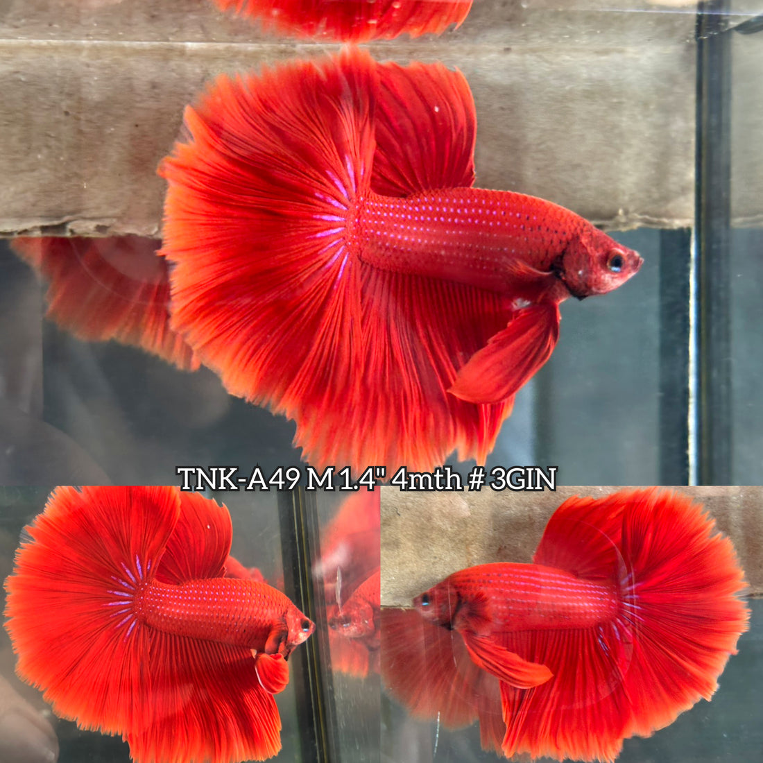 Live Male Betta Super Red Solid color Over Halfmoon (TNK-A49) High quality What you see What you get!!