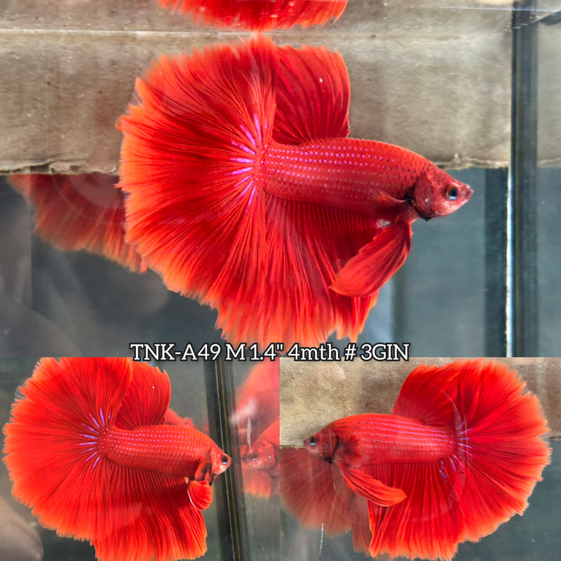 Live Male Betta Super Red Solid color Over Halfmoon (TNK-A49) High quality What you see What you get!!
