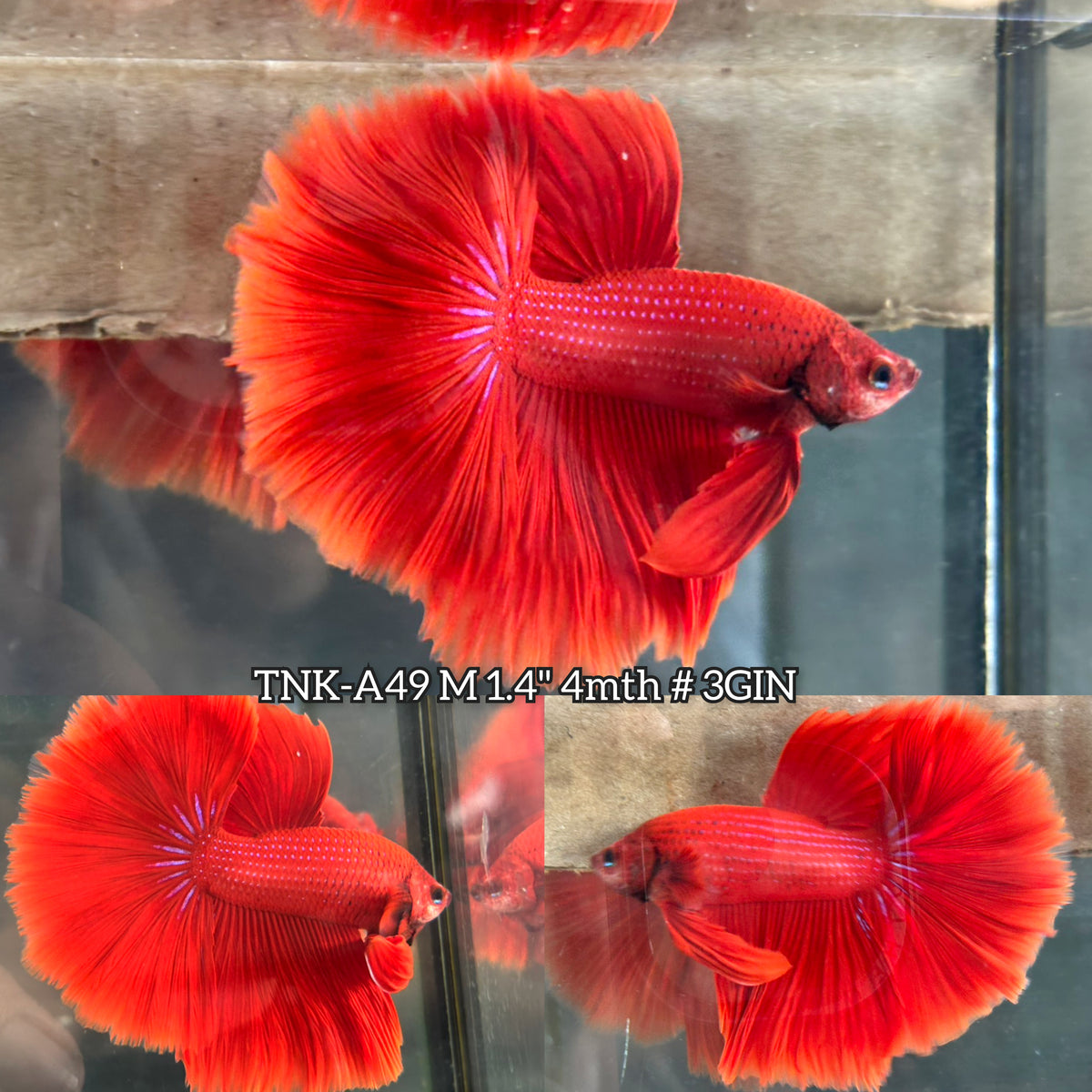 Live Male Betta Super Red Solid color Over Halfmoon (TNK-A49) High qua ...