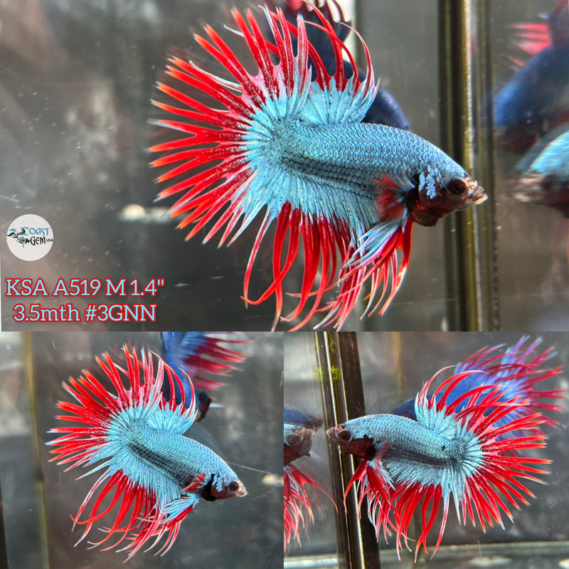 Live Male Betta Bluesteel Red Muscot Spider Crowntail (KSA-A519) High quality What you see What you get!!