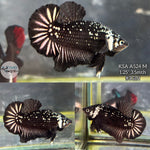 Live Male Betta Black Samurai Plakat (KSA-A524) High quality What you see What you get!!