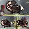 Live Male Betta Black Samurai Plakat (KSA-A524) High quality What you see What you get!!
