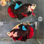 Live Male Betta Classic Black Koi Plakat (KSA-A528) High quality What you see What you get!!