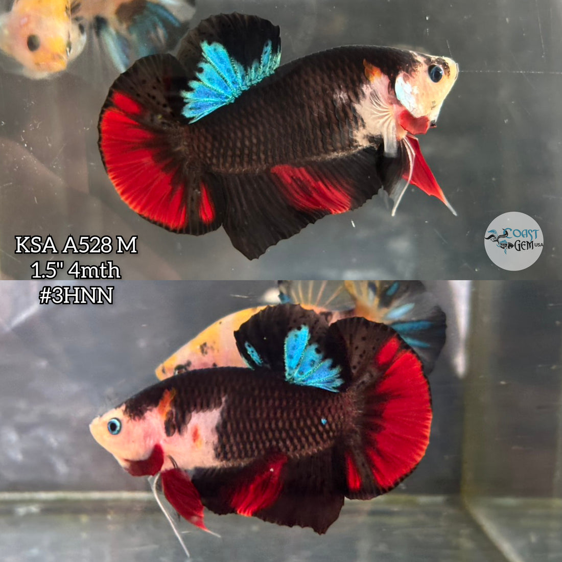Live Male Betta Classic Black Koi Plakat (KSA-A528) High quality What you see What you get!!