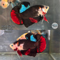 Live Male Betta Classic Black Koi Plakat (KSA-A528) High quality What you see What you get!!