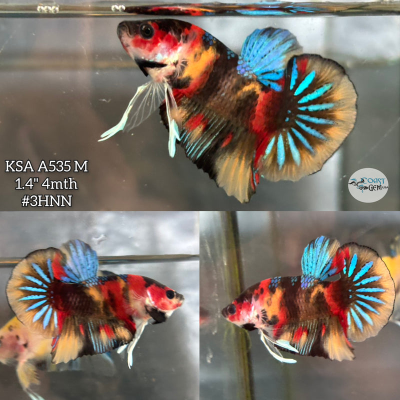 Live Male Betta Black Koi Plakat (KSA-A535) High quality What you see What you get!!