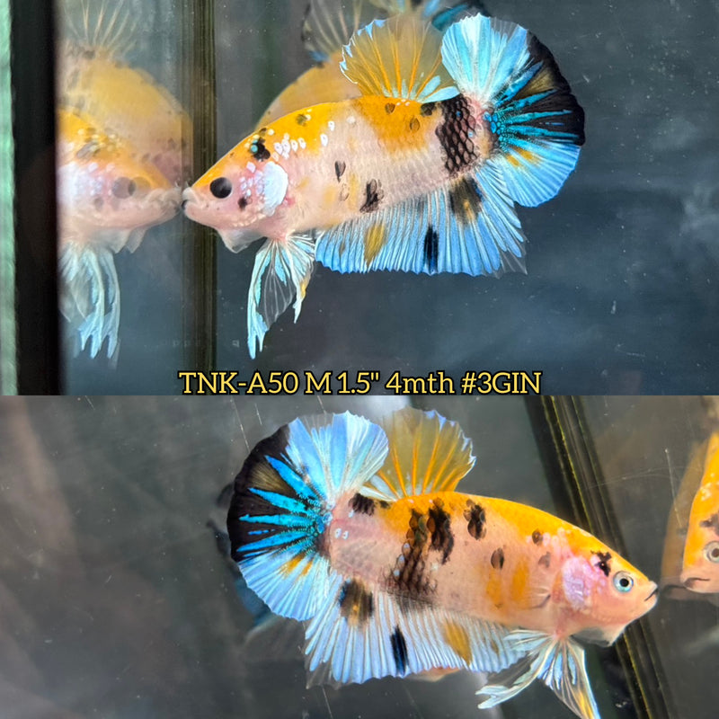 Live Male Betta Yellow Galaxy Tiger Koi Plakat (TNK-A50) S186 High quality What you see What you get!!