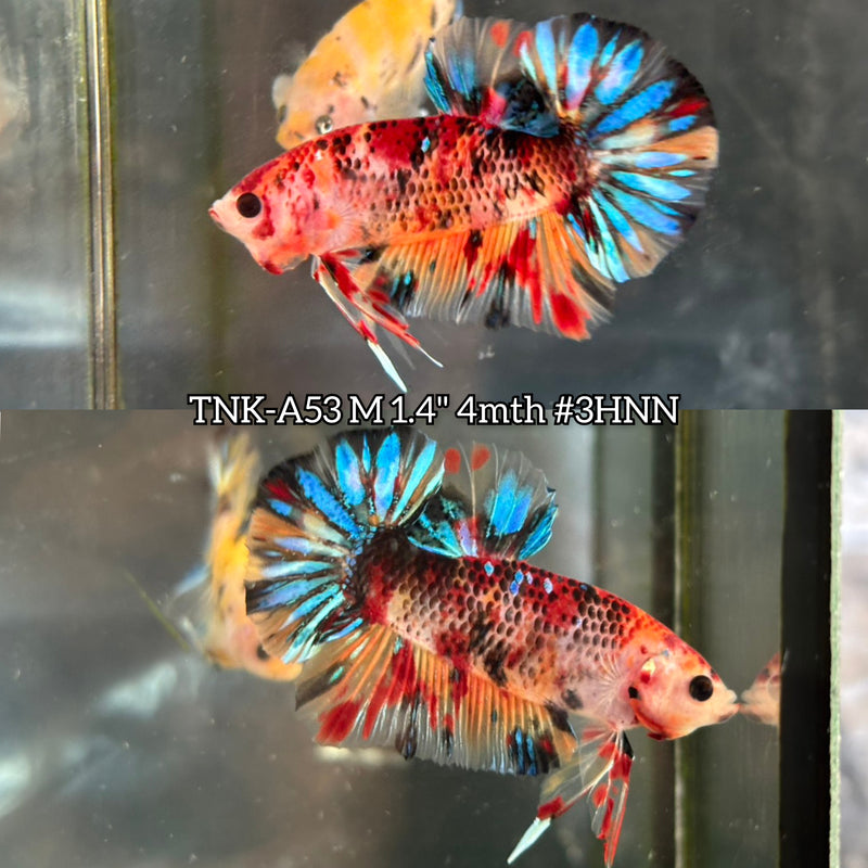 Live Male Betta Galaxy Koi Plakat (TNK-A53) S113 High quality What you see What you get!!