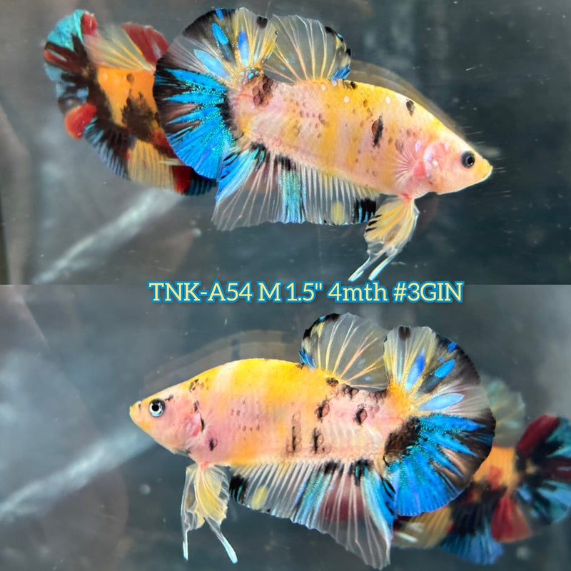 Live Male Betta Yellow Galaxy Tiger Koi Plakat (TNK-A54) S038 High quality What you see What you get!!