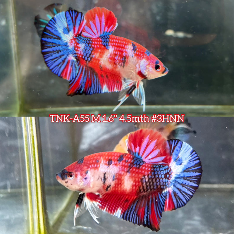 Live Male Betta Red Metallic Koi Plakat (TNK-A55) S035 High quality What you see What you get!!
