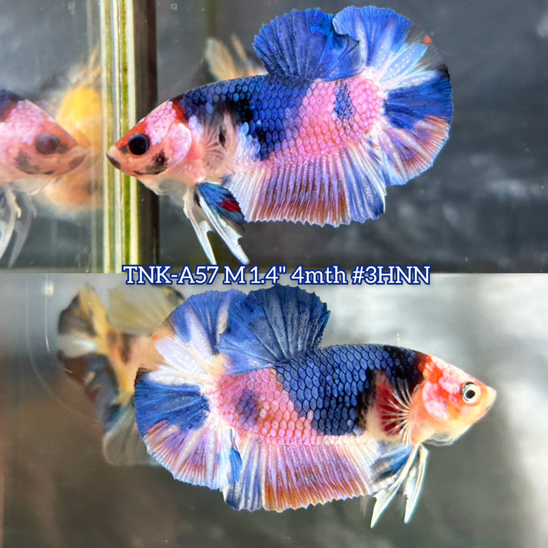 Live Male Betta Fancy Blue Purple Sweet colors Plakat (TNK-A57) S032 High quality What you see What you get!!