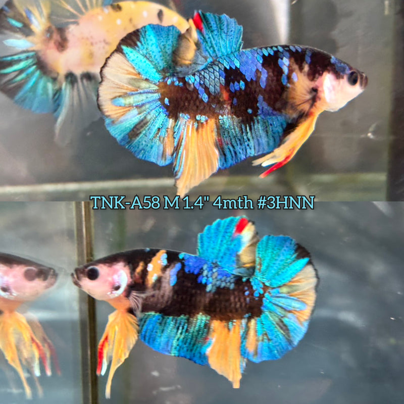 Live Male Betta Yellow blue Galaxy Koi Plakat (TNK-A58) S030 High quality What you see What you get!!