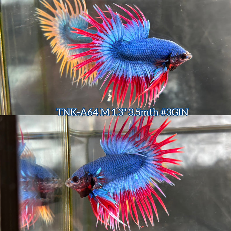 Live Male Betta Red Blue Mascot Spider Crowntail (TNK-A64) S231 High quality What you see What you get!!