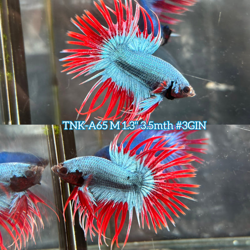 Live Male Betta Red Steel Blue Mascot Spider Crowntail (TNK-A65) S232 High quality What you see What you get!!