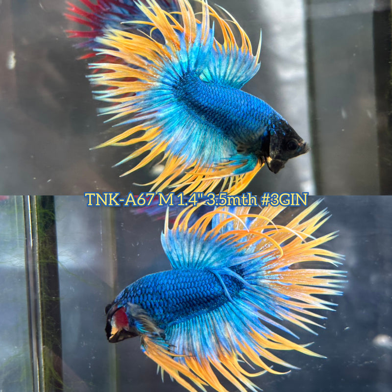 Live Male Betta Yellow Blue Mascot Spider Crowntail (TNK-A67) S234 High quality What you see What you get!!