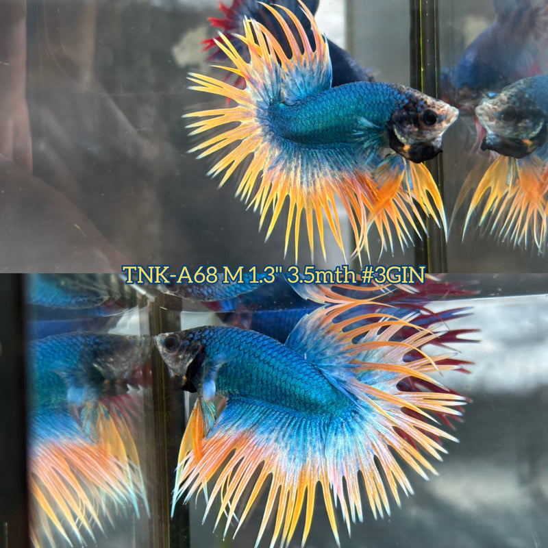 Live Male Betta Yellow Blue Mascot Spider Crowntail (TNK-A68) S235 High quality What you see What you get!!