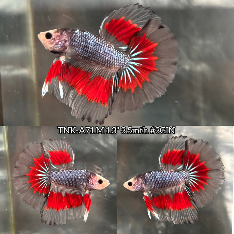 Live Male Betta Fancy Red Black steel Pattern Halfmoon (TNK-A71) S239 High quality What you see What you get!!