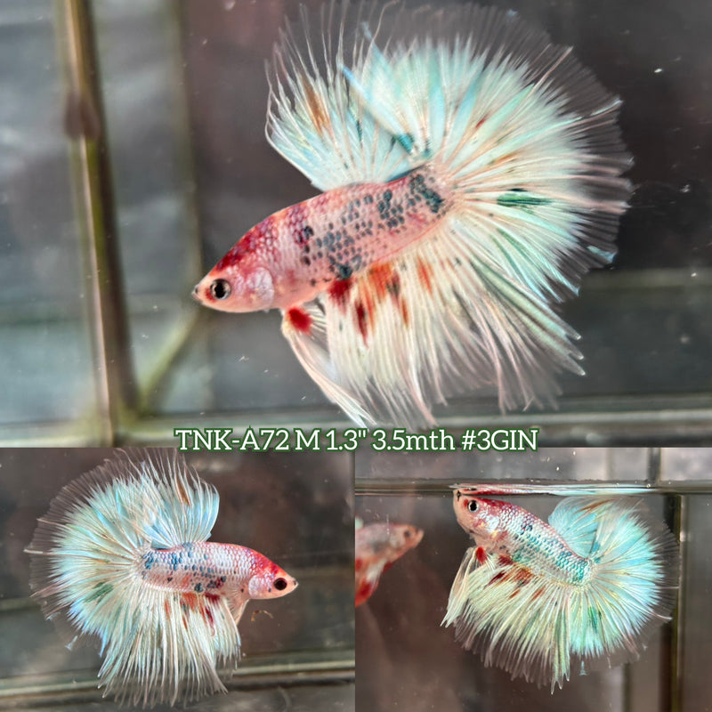 Live Male Betta Fancy Koi Over Halfmoon (TNK-A72) S168 High quality What you see What you get!!