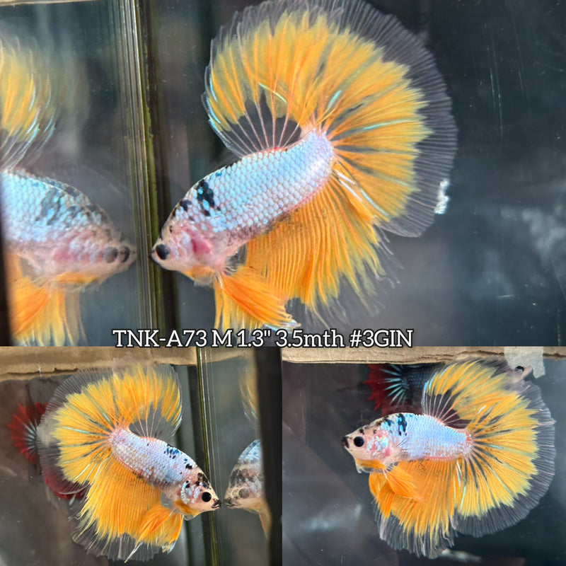 Live Male Betta Fancy Yellow marble Over Halfmoon (TNK-A73) S095 High quality What you see What you get!!