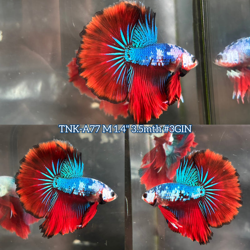 Live Male Betta Red Fancy marble Halfmoon (TNK-A77) S012 High quality What you see What you get!!