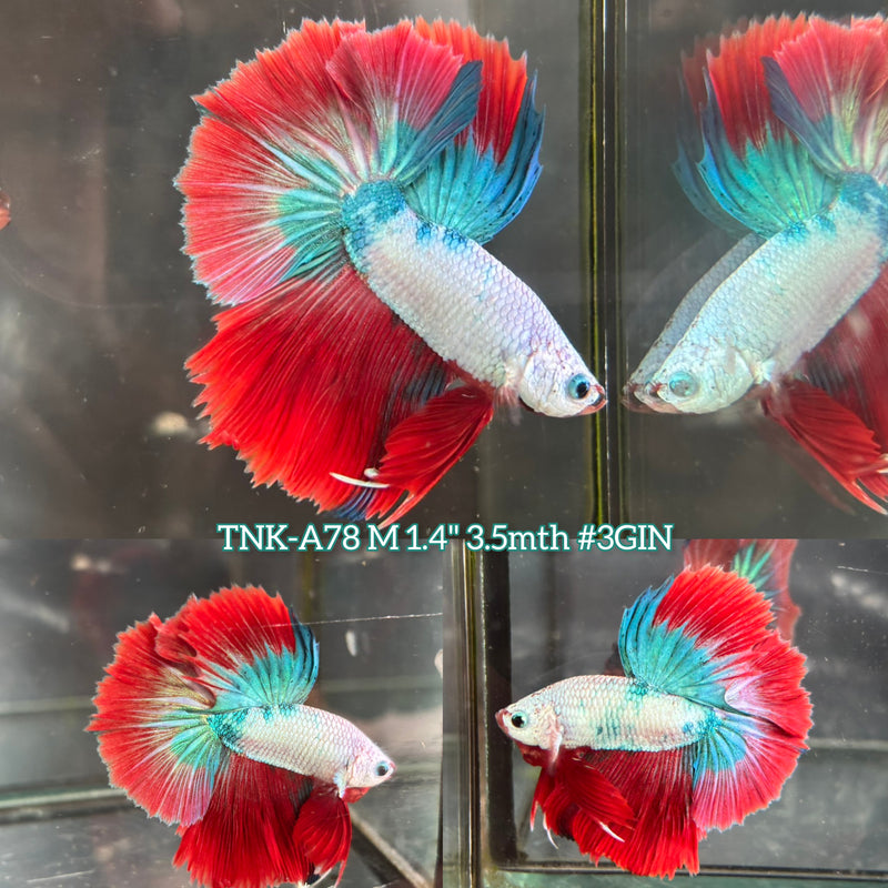 Live Male Betta Red Fancy Koi Halfmoon (TNK-A78) S010 High quality What you see What you get!!